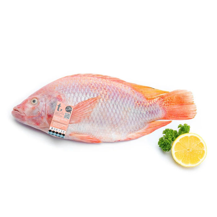 Frozen Perfit Red Tilapia (500/700) IQF/IWP - Only Berlin Delivery